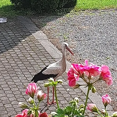 Apartament Nad Wodą *