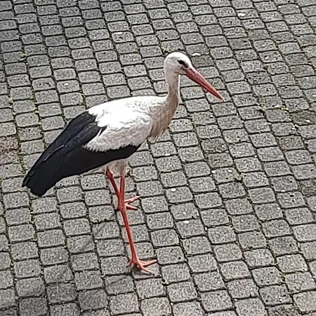 Nad Wodą Apartament *