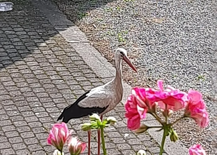 Apartament Nad Wodą *