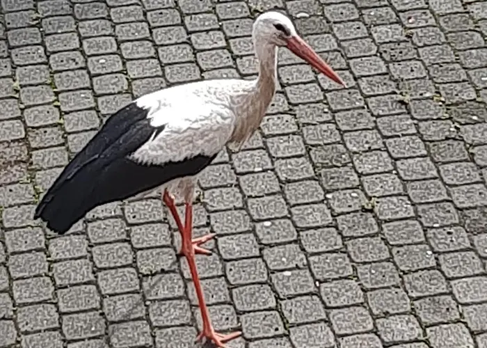 Nad Wodą Apartament *